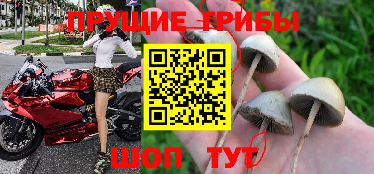 Псилоцибиновые грибы Psilocybe  Вход с VPN  Сланцы  Псилоцибиновые грибы Psilocybine cubensis 